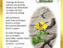 Einsame Blume - Hedi Bode - Motiv Löwenzahn