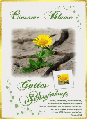 Einsame Blume - Hedi Bode - Motiv Löwenzahn Doppelkarte