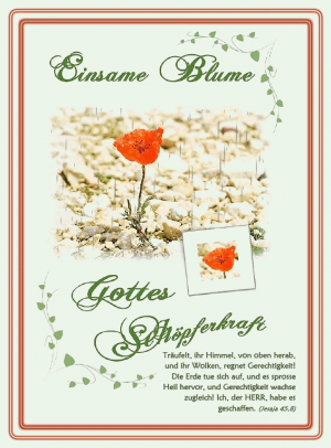 Einsame Blume - Hedi Bode - Motiv Mohnblume Doppelkarte