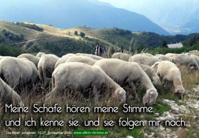 Johannes 10,27 - Meine Schafe hören meine Stimme, und ich kenne sie, und sie folgen mir nach.