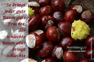 Matthäus 7,17 - So bringt jeder gute Baum gute Früchte, der schlechte Baum aber bringt schlechte