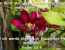 Psalm 23,6 - Nur Güte und Gnade werden mir folgen mein Leben lang, und ich werde bleiben im Haus des Herrn immerdar.