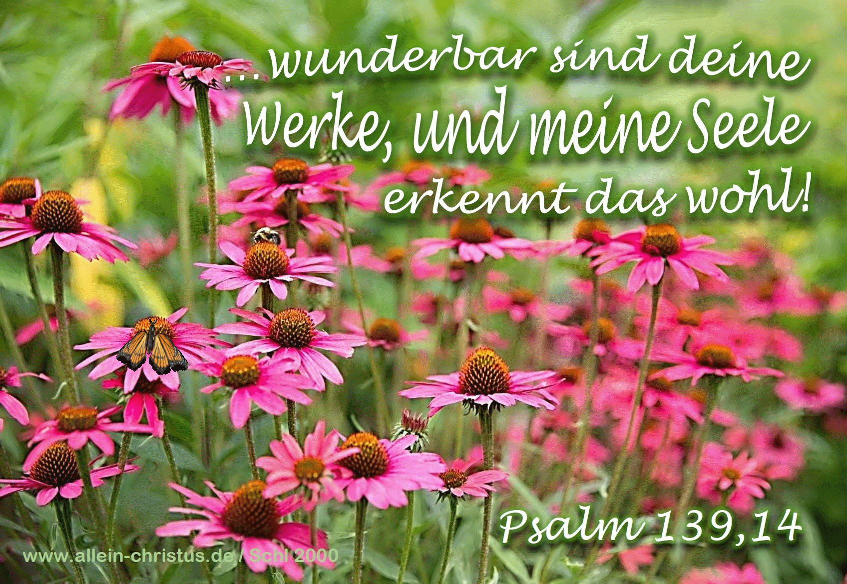 Psalm 139,14 b - Wunderbar sind deine Werke, und meine Seele erkennt das wohl!