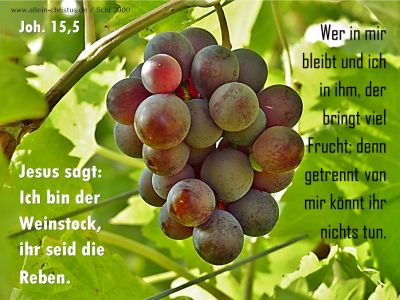 Johannes 15,5 - Jesus sagt: Ich bin der Weinstock, ihr seid die Reben.
