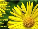 Psalm 147,11 - der Herr hat Gefallen an denen, die ihn fürchten, die auf seine Gnade hoffen